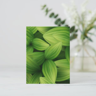 Tropische Blätter 9 Postkarte