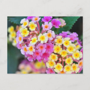 Tropische Blume Postkarten