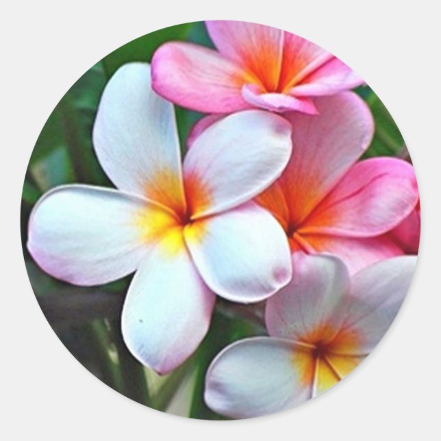Tropische Blume Runder Aufkleber (Vorderseite)