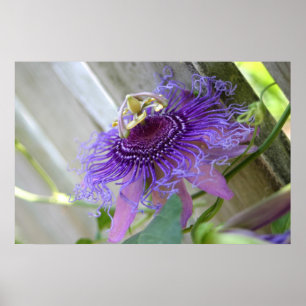 Tropische Blumenblüte der lila Leidenschaft herauf Poster