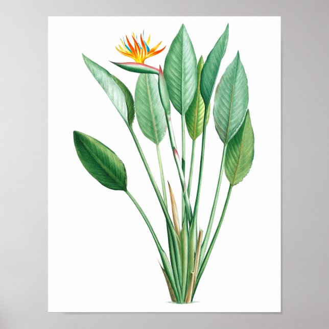 Tropische Dekoration in "Bird-of-Paradise" #4 (Vorne)