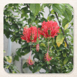 Tropische eingesäumte korallenrote Hibiskus-Blume Rechteckiger Pappuntersetzer