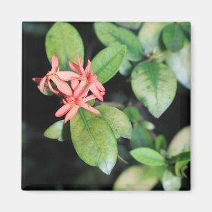 Tropische exotische korallenrote Blume, Kew Magnet