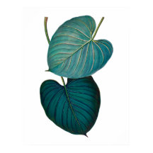 Tropische exotische Philodendron-Blätter