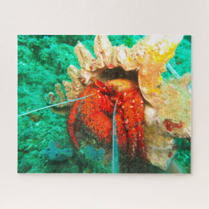 Tropische Fische