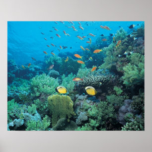 Tropische Fische, die über Riff schwimmen Poster