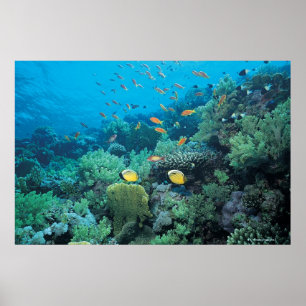 Tropische Fische, die über Riff schwimmen Poster