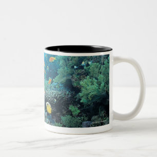 Tropische Fische, die über Riff schwimmen Zweifarbige Tasse