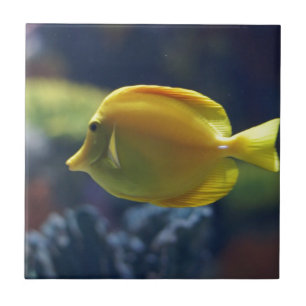 tropische Fische Fliese