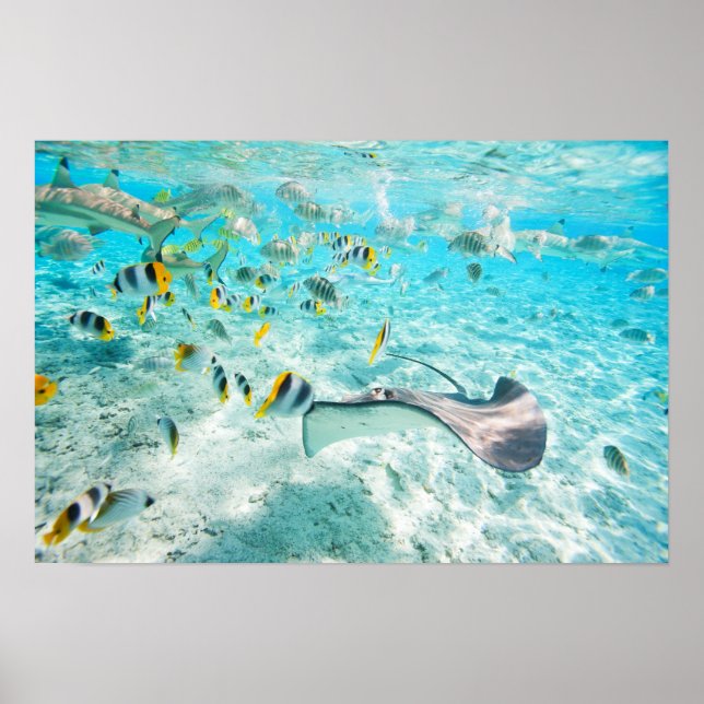 Tropische Fische Poster (Vorne)