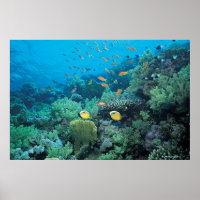 Tropische Fische schwimmen über dem Riff