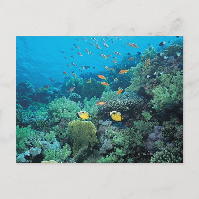 Tropische Fische schwimmen über dem Riff Postkarte (Vorderseite)
