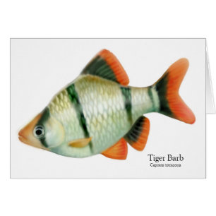 Tropische Fischkarte für Tiger Barb