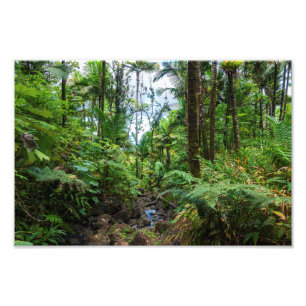 Tropische Flora des belebten Regenwaldes Fotodruck