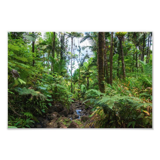 Tropische Flora des belebten Regenwaldes Fotodruck (Vorne)