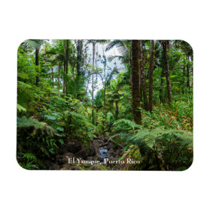 Tropische Flora el Yunque Regenwald Magnet