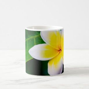 Tropische Frangipani-Blumenfotografie Kaffeetasse