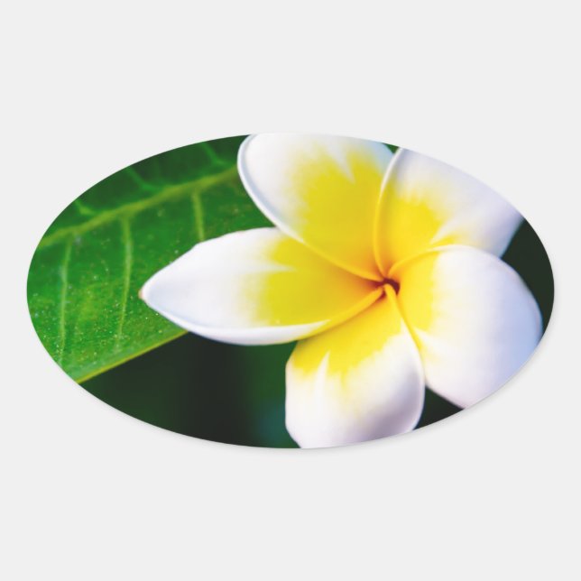 Tropische Frangipani-Blumenfotografie Ovaler Aufkleber (Vorderseite)