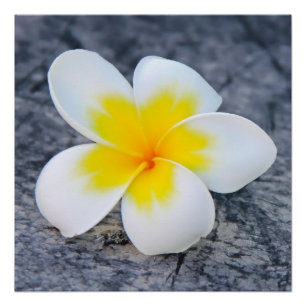 Tropische Frangipani-Blumenfotografie Poster