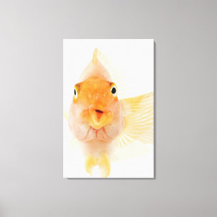 Tropische Frischwasserfische Leinwanddruck