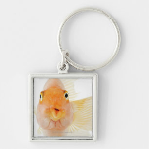 Tropische Frischwasserfische Schlüsselanhänger
