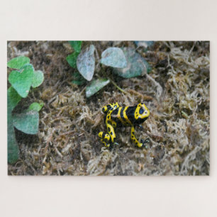 Tropische Frösche. Puzzle