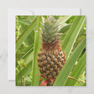 Tropische Früchte der Ananas in der Natur