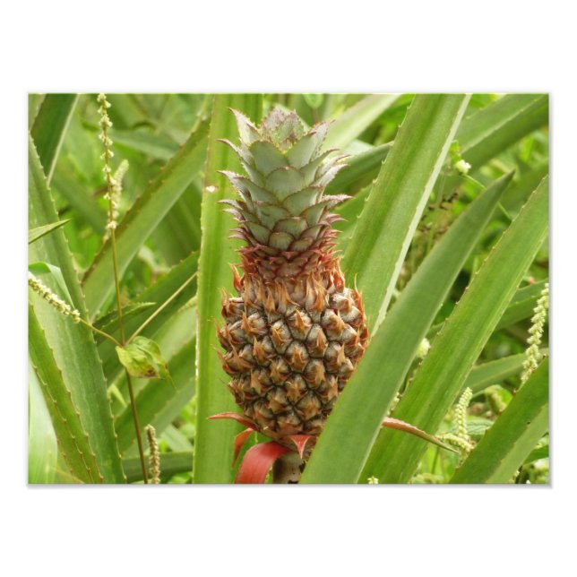 Tropische Früchte der Ananas in der Natur Fotodruck (Vorne)