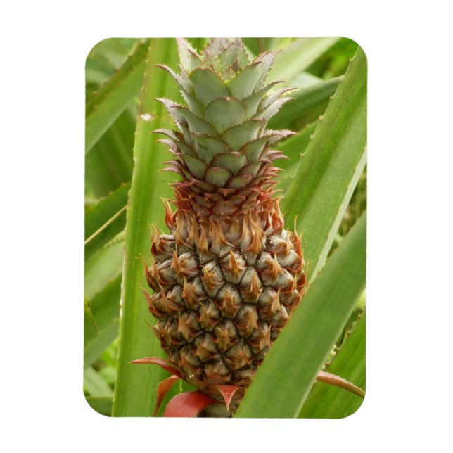 Tropische Früchte der Ananas in der Natur Magnet (Vertikal)