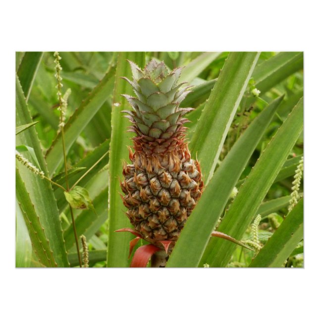 Tropische Früchte der Ananas in der Natur Poster (Vorderseite)