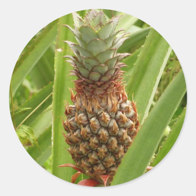 Tropische Früchte der Ananas in der Natur Runder Aufkleber (Vorderseite)
