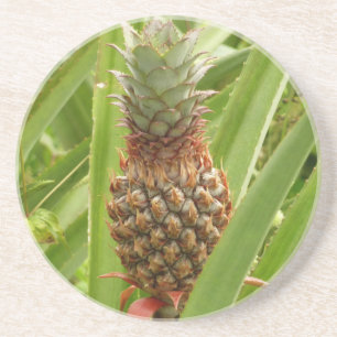 Tropische Früchte der Ananas in der Natur Sandstein Untersetzer