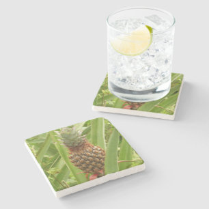 Tropische Früchte der Ananas in der Natur Steinuntersetzer