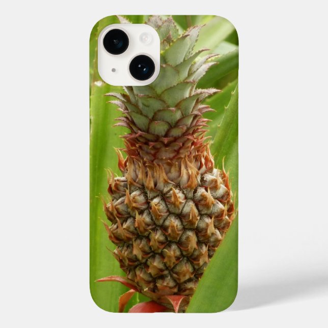 Tropische Früchte der Ananas in der Natur title_seo2 (Rückseite)
