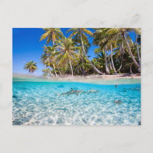 Tropische Insel unter und über Wasser Postkarte