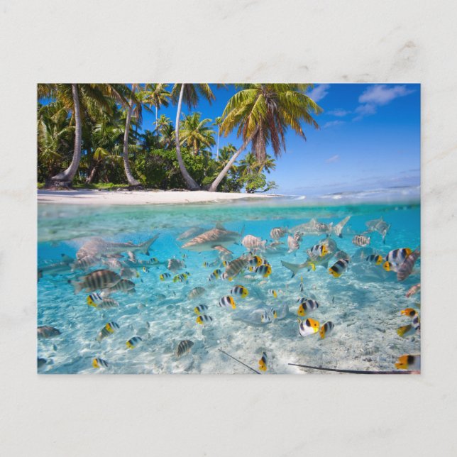 Tropische Insel unter und über Wasser Postkarte (Vorderseite)