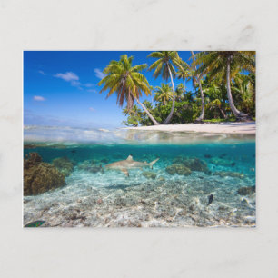 Tropische Insel unter und über Wasser Postkarte