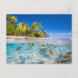 Tropische Insel unter und über Wasser Postkarte