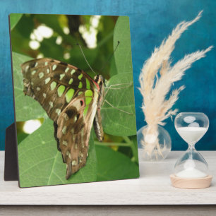 Tropische Iridescent Green Butterfly Plaque Fotoplatte
