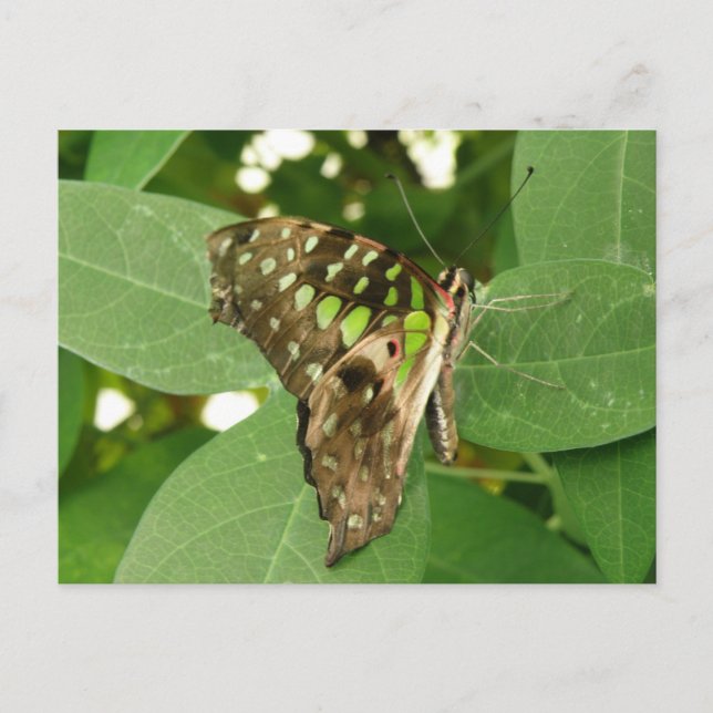 Tropische Iridescent Green Butterfly Postkarte (Vorderseite)