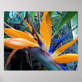 Tropische Krane Blume Floralfotografie Poster