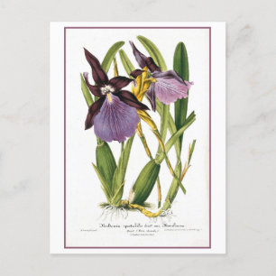 Tropische Lila Orchid-Illustration Postkarte
