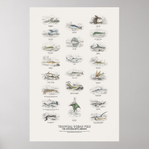 Tropische Meeresfische - Naturalist's Library Poster