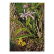 Tropische Orchideen-Botanik-Kunst