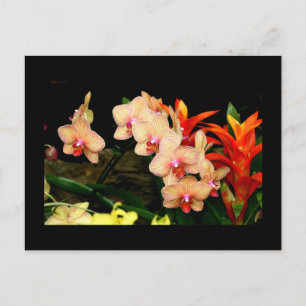 Tropische Orchideen Postkarte