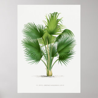 Tropische Pflanze, Abbildung Vintager Kunst ポ ス Pf Poster