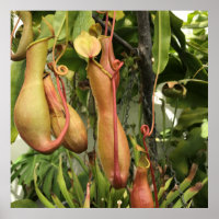 Tropische Pitcher-Pflanze