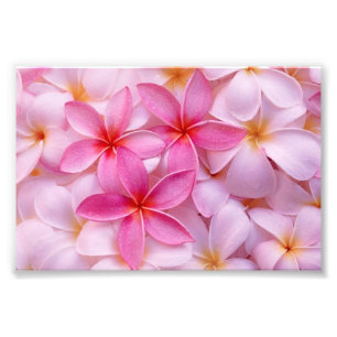 Tropische Plumeria Blume Foto Print