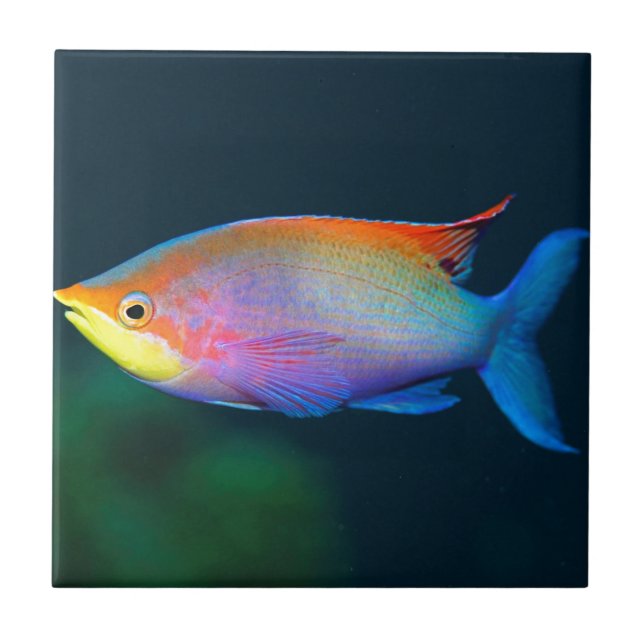 TROPISCHE REGENBOGEN-FISCH-WAND-FLIESE ODER TRIVET FLIESE (Vorderseite)