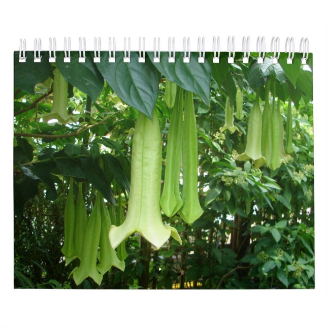 Tropische Regenwald-Pflanzen Kalender (Titelbild)